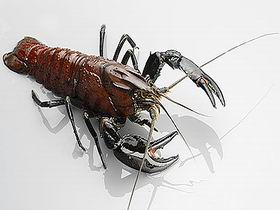 Andermel Marron - Tourism Hervey Bay 0