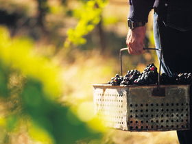 Burge Family Winemakers - Hervey Bay Accommodation 0