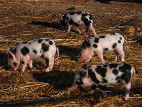 Will's Rare Breeds Farm - Tourism Hervey Bay 0