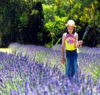 Brayfield Park Lavender Farm - Hervey Bay Accommodation