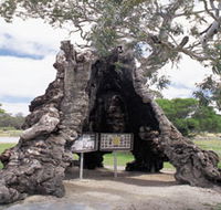 The Herbig Family Tree - Hervey Bay Accommodation