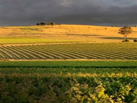Kellermeister Wines - Hervey Bay Accommodation 0