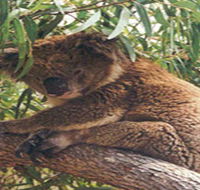 Mikkira Station - Hervey Bay Accommodation