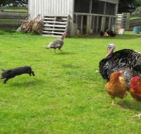 Echo Farm - Hervey Bay Accommodation