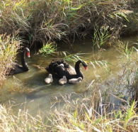 Tamar Island Wetlands Reserve and Interpretation Centre - Hervey Bay Accommodation
