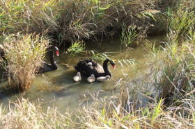 Tamar Island Wetlands Reserve And Interpretation Centre - Hervey Bay Accommodation 0