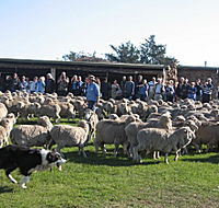 Curringa Farm - Accommodation and Farm Tours - Hervey Bay Accommodation