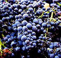 Laurel Bank Vineyard - Hervey Bay Accommodation