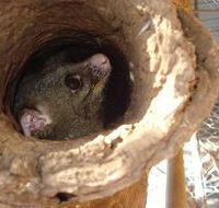 Mulga Sanctuary and Wildlife Park - Hervey Bay Accommodation
