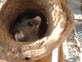 Mulga Sanctuary And Wildlife Park - Hervey Bay Accommodation 0