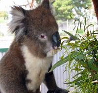 Glen-Forest Tourist Park - Hervey Bay Accommodation