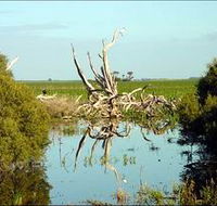 Bool Lagoon Game Reserve and Hacks Lagoon Conservation Park - Hervey Bay Accommodation