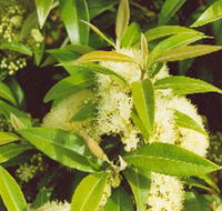 Tumbeela Native Bushfoods - Hervey Bay Accommodation