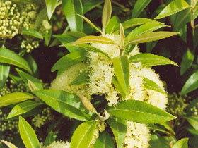Tumbeela Native Bushfoods - Hervey Bay Accommodation 0