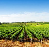 Aldinga Bay Winery - Hervey Bay Accommodation