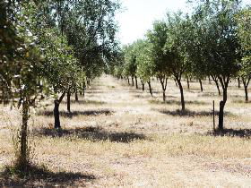 Talinga Grove Olive Oils - Tourism Hervey Bay 0