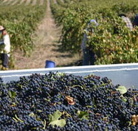 Rolf Binder Wines - Hervey Bay Accommodation