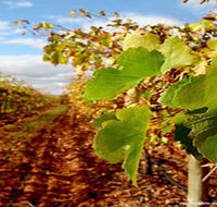 Mirabella Vineyards - Hervey Bay Accommodation
