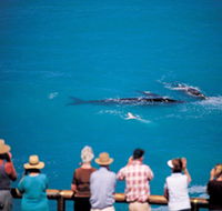 Whale Watching At Head Of Bight - Hervey Bay Accommodation