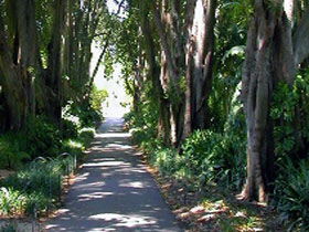 Adelaide Botanic Garden - Hervey Bay Accommodation 0