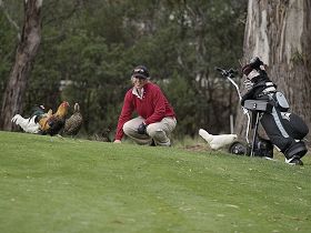 Tasmania Golf Club - The - Tourism Hervey Bay 0