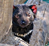 Trowunna Wildlife Sanctuary - Hervey Bay Accommodation