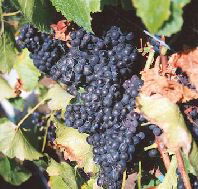 Darlington Vineyard - Hervey Bay Accommodation