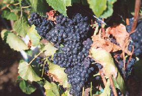 Darlington Vineyard - Hervey Bay Accommodation 0