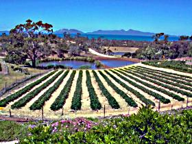 Kate's Berry Farm - Tourism Hervey Bay 0