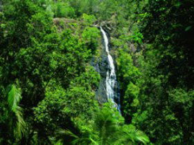 Kondalilla National Park - Hervey Bay Accommodation 0