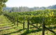 Surveyor's Hill Vineyards - thumb 0