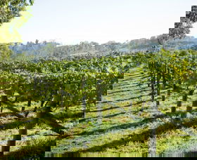 Surveyor's Hill Vineyards - Tourism Hervey Bay 0