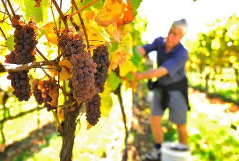 Native Point Wines - Hervey Bay Accommodation 0