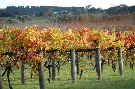 Apsley Gorge Vineyard - Hervey Bay Accommodation 0