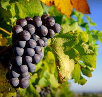 Panorama Vineyard - Hervey Bay Accommodation