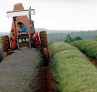 Bridestowe Lavender Farm - Hervey Bay Accommodation