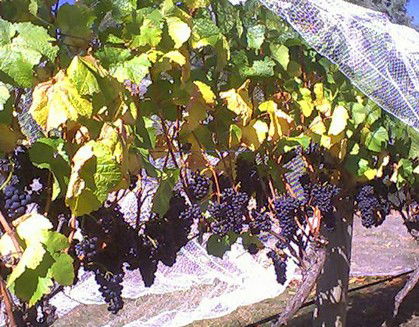 Palmara Vineyard - Hervey Bay Accommodation 0
