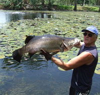 Barra Feeding - Hervey Bay Accommodation