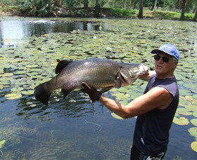 Barra Feeding - Tourism Hervey Bay 0