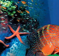 Indo Pacific Marine - Tourism Hervey Bay