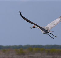Gayngaru Wetlands Interpretive Walk - Hervey Bay Accommodation