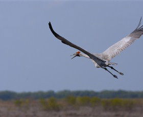 Gayngaru Wetlands Interpretive Walk - Hervey Bay Accommodation 0