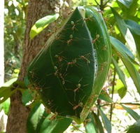 Greenant Creek Walk - Hervey Bay Accommodation
