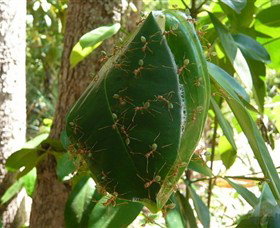 Greenant Creek Walk - Tourism Hervey Bay 0