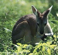 Tjaetaba Falls - Hervey Bay Accommodation