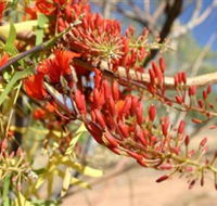 Olive Pink Botanic Garden - Hervey Bay Accommodation