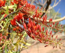 Olive Pink Botanic Garden - Tourism Hervey Bay 0
