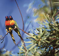 Wangi Falls Walk - Hervey Bay Accommodation