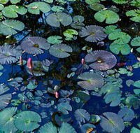 Pine Creek Water Gardens - Hervey Bay Accommodation