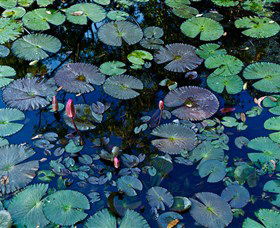Pine Creek Water Gardens - Hervey Bay Accommodation 0